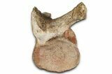 Fossil Plesiosaur (Thililua?) Sacral Vertebra - Asfla, Morocco #354429-3